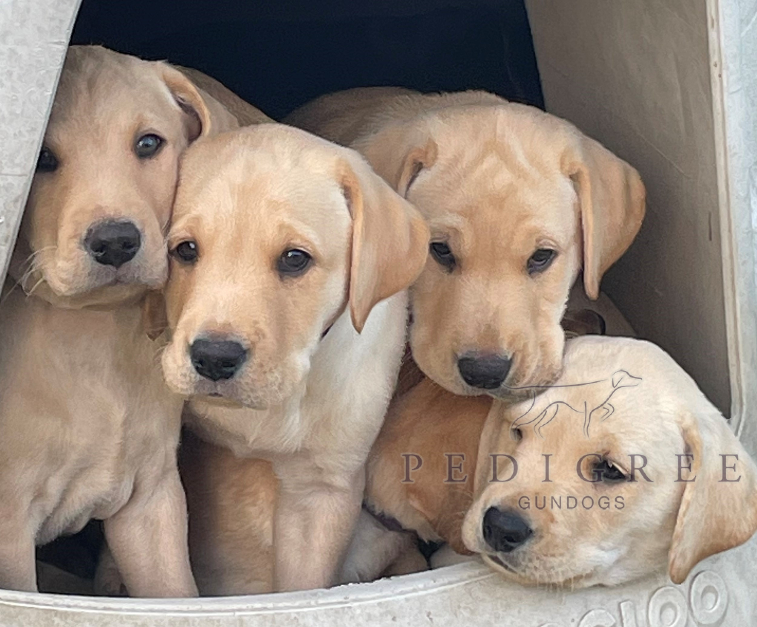 KC Registered Labrador Puppies Pedigree Gundogs
