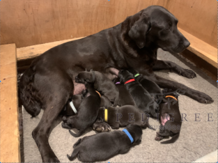 Exceptionally Bred KC Registered Labrador puppies