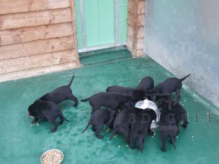 KC registered Labrador Retriever Puppies