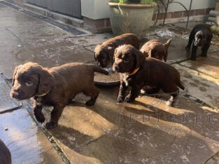 Sprocker puppies for sale