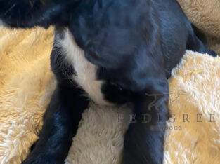 Quality KC Registered Working Cocker Spaniel Pups