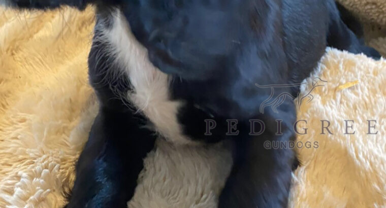 Quality KC Registered Working Cocker Spaniel Pups
