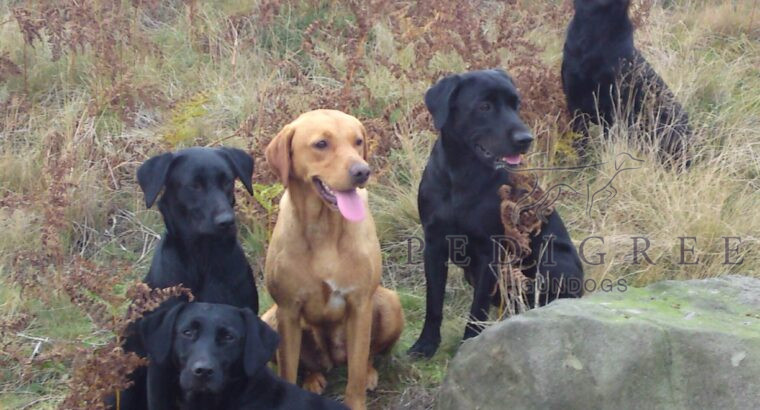 Cracking Litter of Ft Ch Sired Labrador pups
