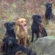 Cracking Litter of Ft Ch Sired Labrador pups