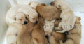 Outstanding Leadburn FTCH Puppies