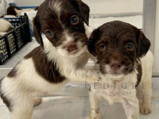 English Springer Spaniel Puppies For Sale.