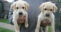 Kc registered working lab pups
