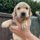 Kc registered, health tested Labrador Puppies