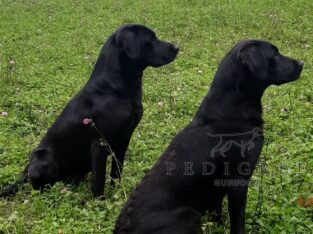 Stunning Litter of Black Labrador Puppies