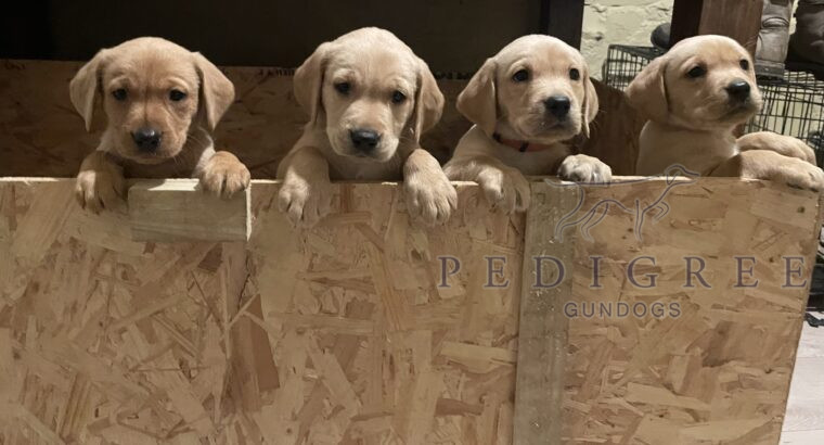 Kc registered, health tested Labrador Puppies