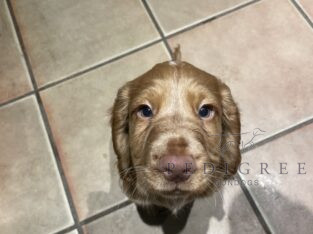 ALL SOLD Working Cocker Spaniel Puppies