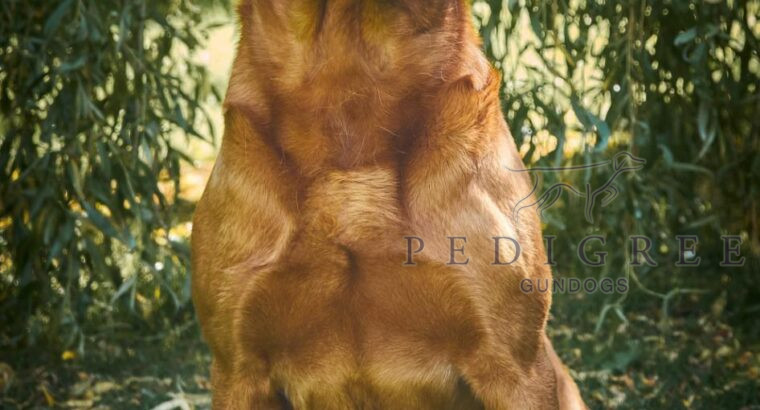 FULLY HEALTH TESTED FOX RED LABRADOR PUPS