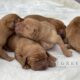 FULLY HEALTH TESTED FOX RED LABRADOR PUPS