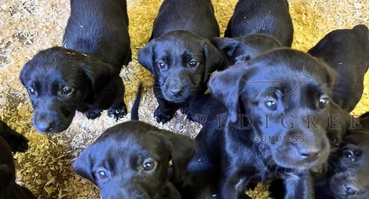Black Working Labrador puppies