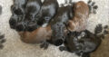 Litter of 7 working cocker spaniel puppies