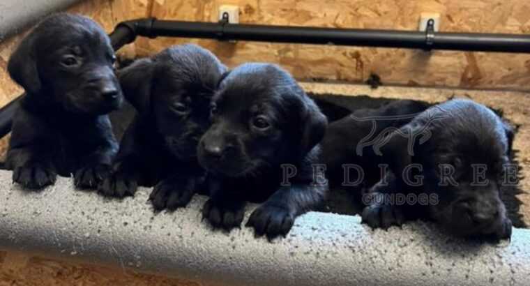 Black Working Labrador puppies