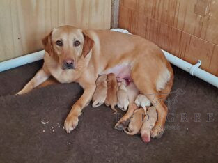 Yellow Labrador Puppies For Sale