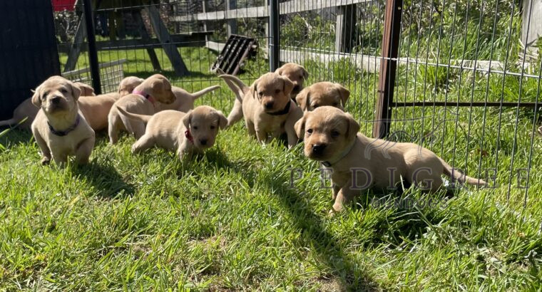 KC fully health tested Lab pups ready to go