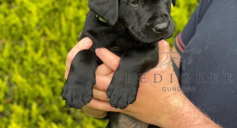 KC Registered working Labrador pups ready to go