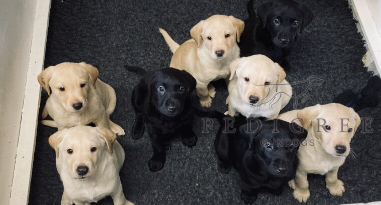 Beautiful Labrador Puppies black/yellow