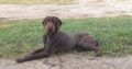 Rarely Seen in the UK Well Bred PudelPointer Pups