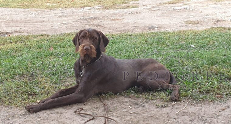 Rarely Seen in the UK Well Bred PudelPointer Pups