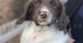 Champion bred English Springer Spaniel Dog Puppy