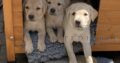 2 KC registered yellow dog pups available