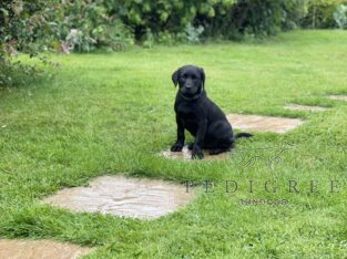 KC Registered working Labrador pups ready to go