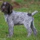 Fully health tested gwp puppies