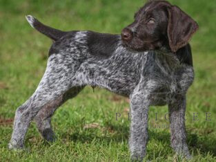 Fully health tested gwp puppies