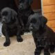 KC registered Black Labrador puppies
