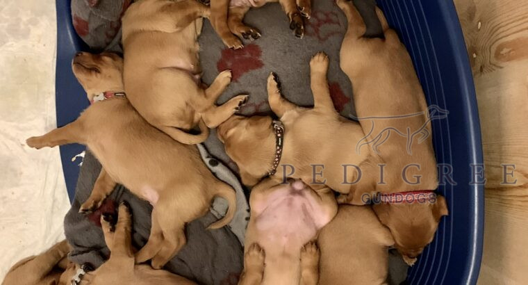 From a Family Home Red Fox KC Pedigree puppies.