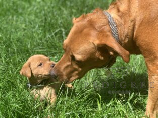 Red Fox Pedigree Lab Pups for Sale in Leicester