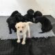 FTCH SIRED PUPS FOR SALE