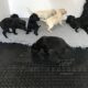 FTCH SIRED PUPS FOR SALE
