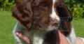FTCH Sired KC Registered ESS Puppies