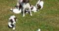 FTCH Sired KC Registered ESS Puppies