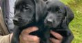 KC, Health Tested, Labrador Pups with FTC pedigree