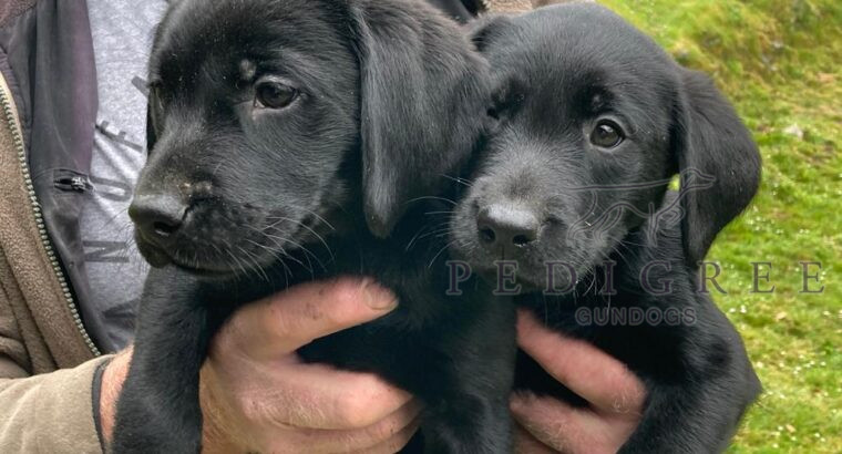 KC, Health Tested, Labrador Pups with FTC pedigree