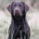 FTW sired chocolate labradors – working strain