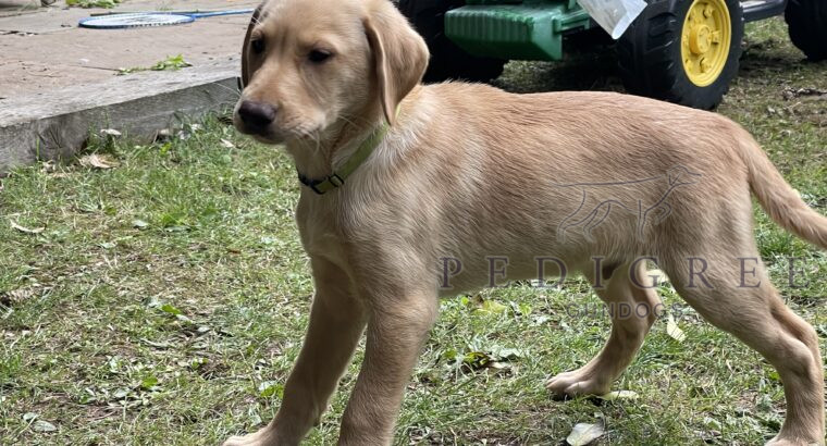 Yellow/Fox Red Labrador Puppies Ready to Go