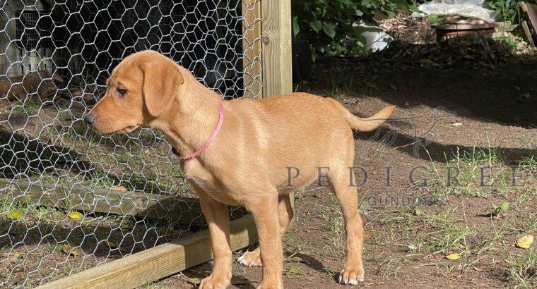 Yellow/Fox Red Labrador Puppies Ready to Go