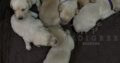 FTCH KC Registered Red and Yellow Labrador Puppies