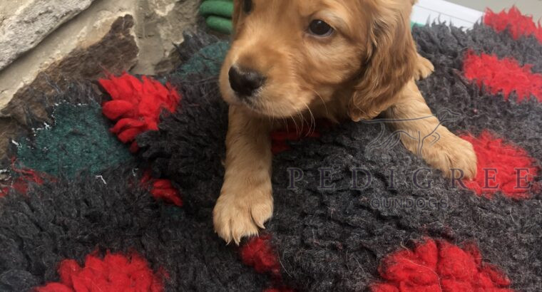 Quality Cocker Spaniel Puppy for Sale