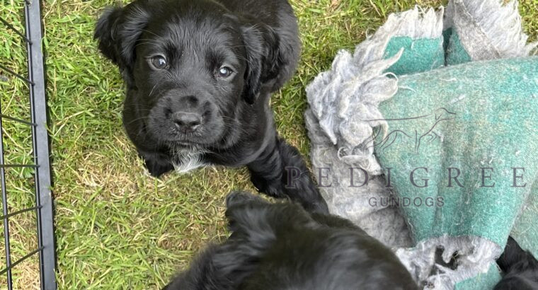 cocker spaniel puppies from working parents