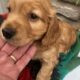 Quality Cocker Spaniel Puppy for Sale