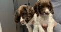 Kc Liver & white Springer Spaniel puppies