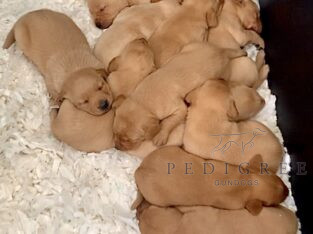 EXCEPTIONAL FTCH Championship winner puppies!