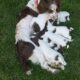KC Reg ESS Springer Spaniel Puppies for sale